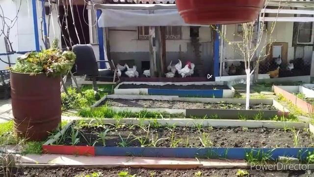 Деревенские Способы Увеличить Яйценоскость и Иммунитет Кур Несушек//Натуральные Витамины для Кур