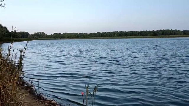 Рыбалка Август 2021 Енотаевка Ерик Бешеный клев сазана