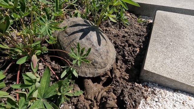 Уникальные кадры. Черепашка живущая в Японском саду Парка Галицкого, откладывает яйца.