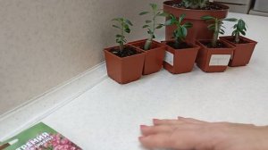 Адениум из семян растёт достаточно быстро.30 ноября 2021г.