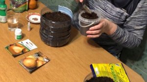 Лук Эксибишен. Как Вырастить Лук. Сравним лук-севок или чернушка?