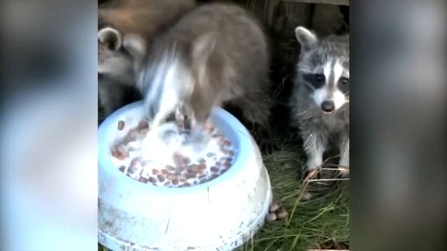 raccoons are so cute | funny animal videos смотреть онлайн