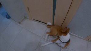 Лечим нашего  ДРУГА БАСЕНДЖИ Смарта