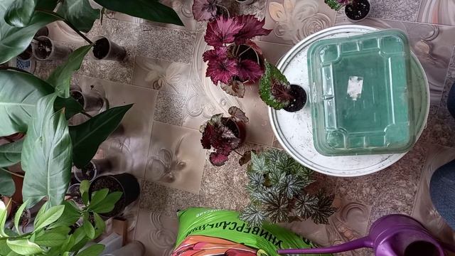 как укоренить бегонию листом смотреть онлайн