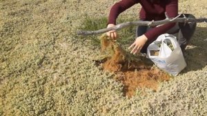 Мох сфагнум: Где найти ЧИСТЫЙ СФАГНУМ и как собирать. Экспедиция в болото за идеальным субстратом!