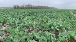 Широкорядный посев рапса. Сравнение 19 и 70см. #turbosem #väderstad #No_till