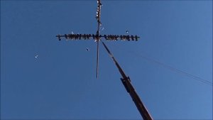 Голуби серпастые ...... на синеве.
