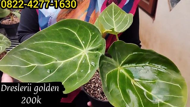 KITA CEK LAGI YUK BEBERAPA JENIS ANTHURIUM & TANAMAN HIAS LAINNYA DI RAS GARDEN смотреть онлайн