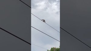 Как размножаются птицы Голуби