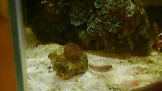 Морской Рак-крот (Upogebia pusilla) #морскойаквариум #аквариум #aquarium #аквариумистика