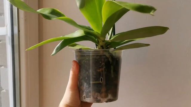 Phal. Liodoro peloric (бабочка Лиодоро фаленопсис орхидея мутант)