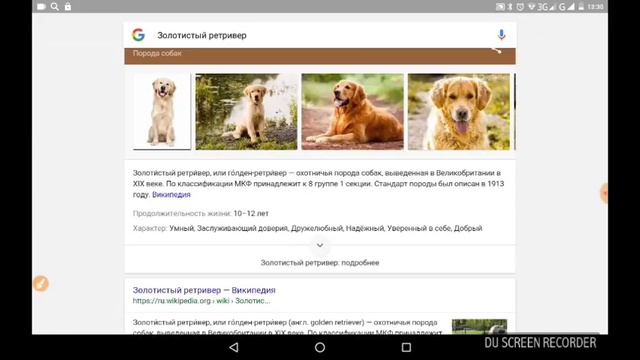 Топ 5 самых дружелюбный собак