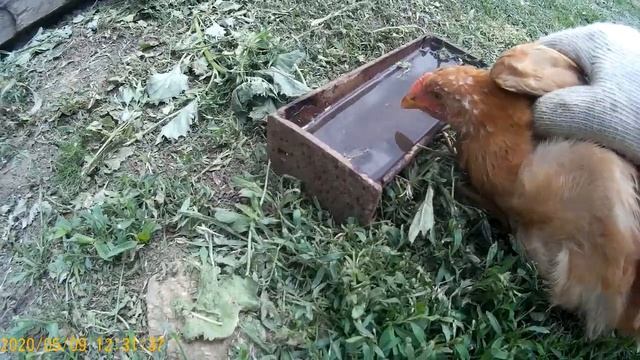 Цыплятам 2 месяца/Взвешивание редбро и мастер грей смотреть онлайн