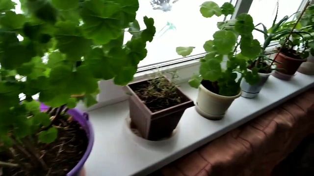 Домашний блог.Цветы.Сшила платье ? . Семена для моего огорода.