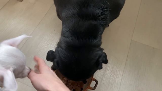 ВЛОГ. Разбила Кире телефон и порвала картину. Начали делать реборна. Добби в гостях. смотреть онлайн