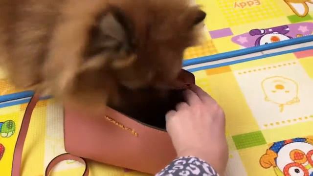 Забавный шпиц Бусинка собирается гулять. Шпиц в сумке М.Kors