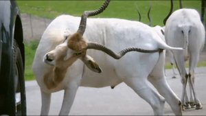 Владимир Высоцкий - Песенка ни про что, или что случилось в Африке. Жираф