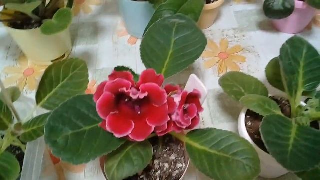 КОМНАТНЫЕ ЦВЕТЫ. СЕМЕЙСТВО ГЕСНЕРИЕВЫХ. ПОГОВОРИМ О ГЛОКСИНИЯХ.