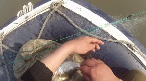 Рыбалка. Сети. Судаки порадовали!