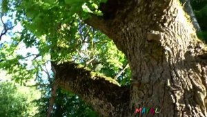 Супер Грибы на Зеленом Дубе