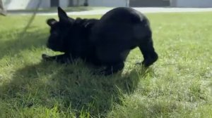 PURINA® PRO PLAN® - O Mundo Incrível do Seu Cão|Teaser 2