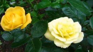 Цветы Сибири