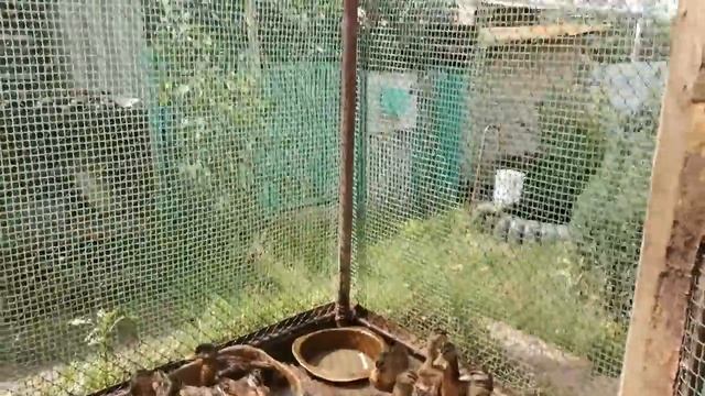 Подсадные утки. Разведение. Подготовка к охоте. смотреть онлайн