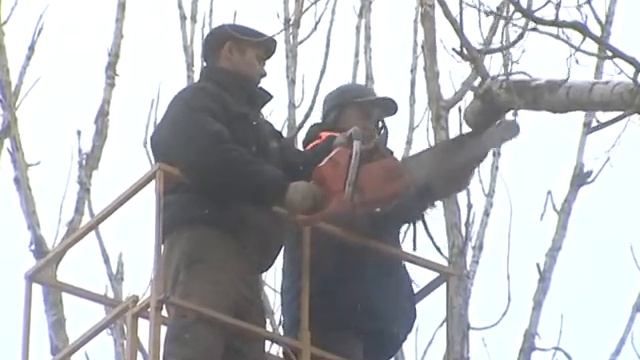 Опиловка деревьев смотреть онлайн
