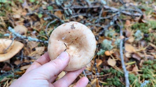 Млечник белый (Lactarius musteus). Как выглядит гриб на месте произрастания. смотреть онлайн
