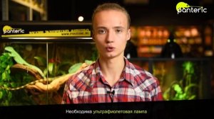Содержание Шлемоносного василиска