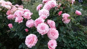 Розы. Тиклед Пинк, прекрасная флорибунда.