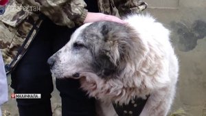 В Дагестане участились случаи жестокого обращения с животными