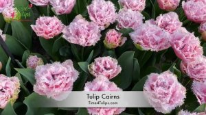 Tulip Cairns | Time4Tulips.com