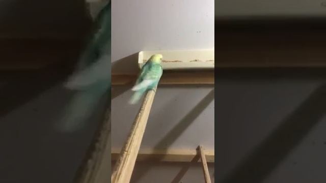 Budgerigar. Спаривание волнистых попугаев.