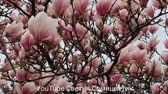 Самое красивое дерево сада - Магнолия (Magnolia) Шикано цветёт магнолия! В Ужгороде зацвели магноли смотреть онлайн