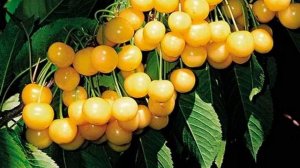 Черешня Чермашная