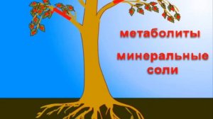 Обучающий мультфильм - Почему желтеют и падают листья? Развивающий мультик для детей