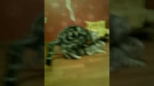 Вязка шотландский кот