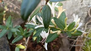 Japanese Honeysuckle a fragrant permanent flower vine, Scented flower plant of India