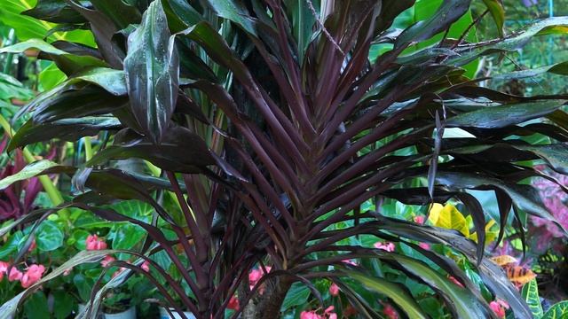 Growing Cordyline fruticosa || Hawaiian Ti Plants смотреть онлайн