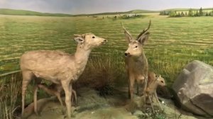 «Лесостепь и степь»