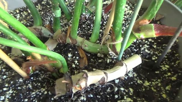 Front Porch House Plant Tour 2022 July смотреть онлайн