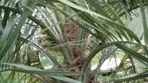 НАЧАЛО ЦВЕТЕНИЯ ПАЛЬМЫ БУТИЯ