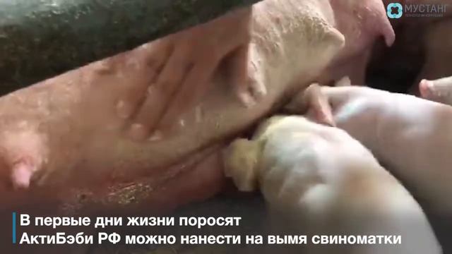 Правила разведения подкормки для поросят "АктиБэби РФ" смотреть онлайн