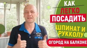 Как посадить шпинат, рукколу на подоконнике