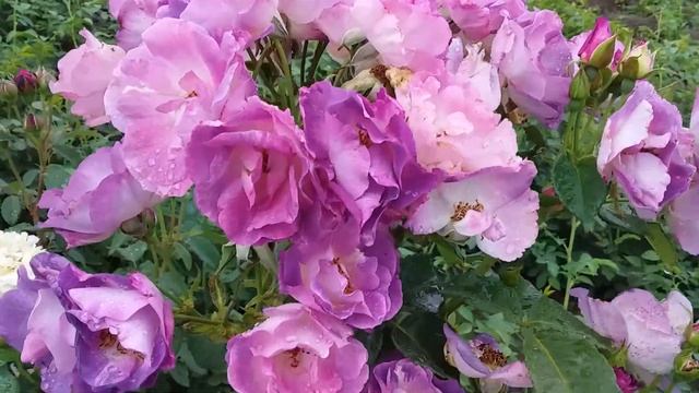 Блю Фор Ю флорибунда смотреть онлайн