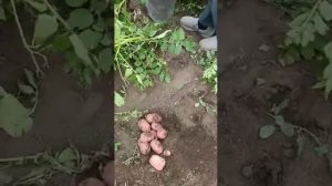 Сарпо Мира пробное выкапывание через 100 дней. Видео от приятеля с южной части Татарстана.