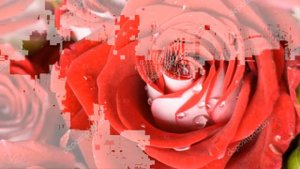 миллион алых роз 2022 года