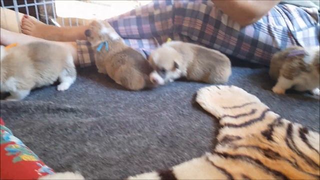 И-помет Фрай Винд 21 день смотреть онлайн