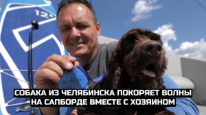 Собака из Челябинска покоряет волны на сапборде вместе с хозяином
